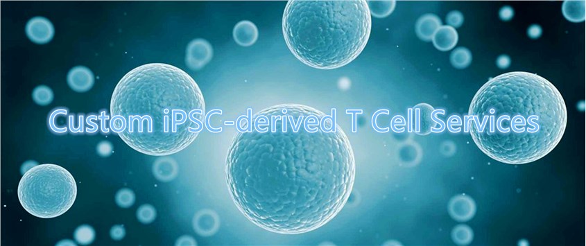 Custom iPSC-derived T Cell Services.